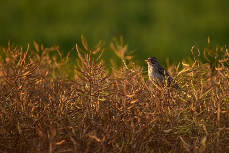 Bruant proyer dans la Vienne